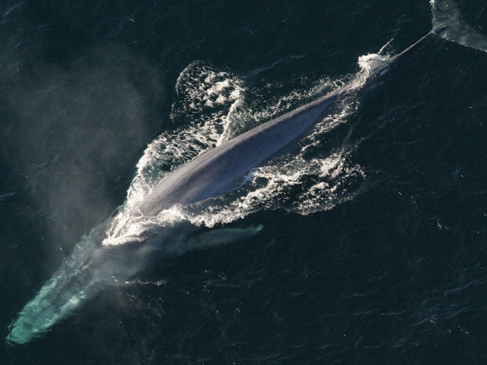 Good news! Blue whales are returning home!
