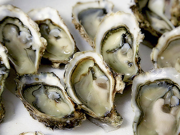 Save South Carolina Oysters - Rheos Gear
